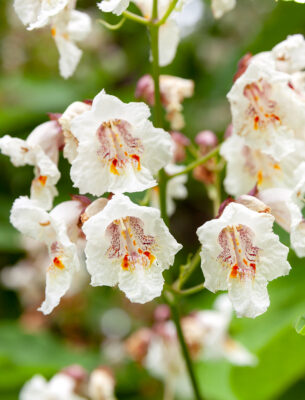 Catalpa bignonioides