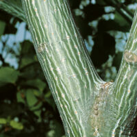 Acer rufinerve