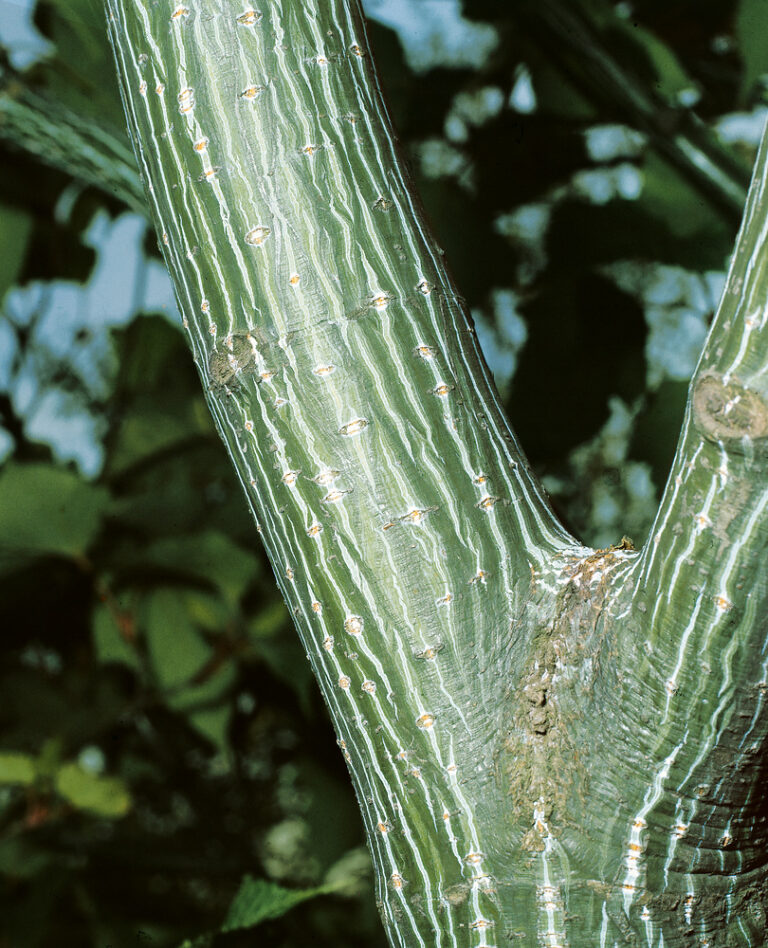 Acer rufinerve
