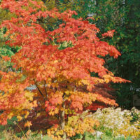 Acer rufinerve