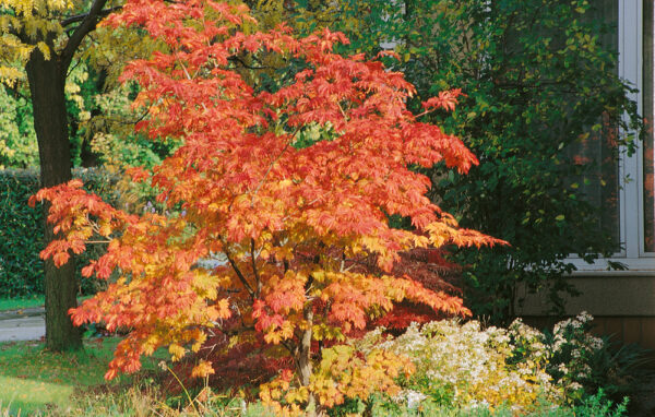Acer rufinerve
