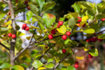 Crataegus x persimilis 'Splendens'