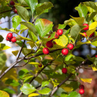 Crataegus x persimilis 'Splendens'