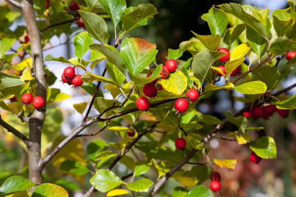 Crataegus x persimilis 'Splendens'