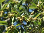 Crataegus x persimilis 'Splendens' - Obrázek 3