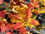 Crataegus x persimilis 'Splendens' - Obrázek 2
