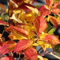 Crataegus x persimilis 'Splendens'