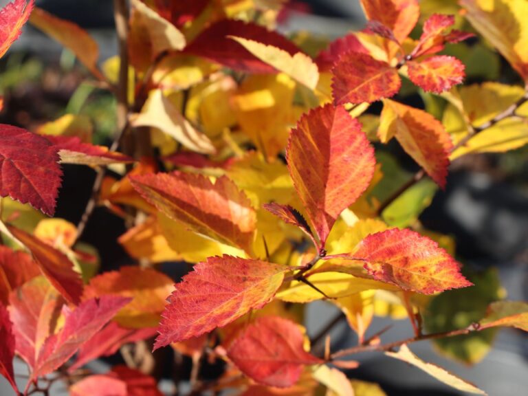Crataegus x persimilis 'Splendens'