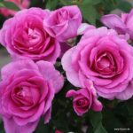 ROSA KORDES 'Clivia®'