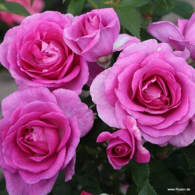 ROSA KORDES 'Clivia®'