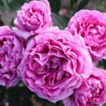 ROSA KORDES 'Clivia®' - Obrázek 2