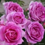 ROSA KORDES 'Clivia®' - Obrázek 3