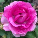 ROSA KORDES 'Clivia®' - Obrázek 4