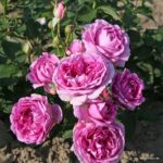 ROSA KORDES 'Clivia®' - Obrázek 5