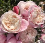 ROSA KORDES 'Zelmani's Dream®'