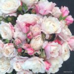 ROSA KORDES 'Zelmani's Dream®' - Obrázek 2