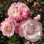 ROSA KORDES 'Zelmani's Dream®' - Obrázek 3