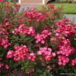 Rosa Kordes 'Lupo®' - Obrázek 3