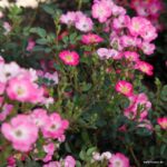 Rosa Kordes 'Lupo®' - Obrázek 4