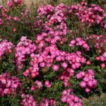 Rosa Kordes 'Lupo®' - Obrázek 5