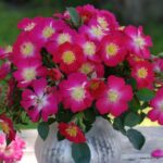 Rosa Kordes 'Lupo®' - Obrázek 6