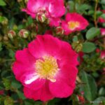 Rosa Kordes 'Lupo®' - Obrázek 7