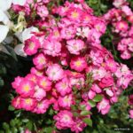 Rosa Kordes 'Lupo®'