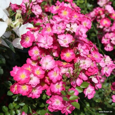 Rosa Kordes 'Lupo®'