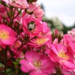 Rosa Kordes 'Lupo®' - Obrázek 8