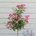 Rosa Kordes 'Lupo®' - Obrázek 9