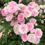 Rosa Kordes 'Pashmina®'