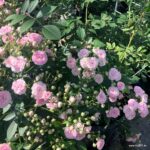 Rosa Kordes 'Pashmina®' - Obrázek 3