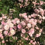 Rosa Kordes 'Pashmina®' - Obrázek 4