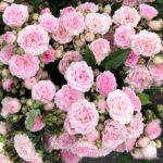 Rosa Kordes 'Pashmina®' - Obrázek 5