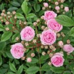 Rosa Kordes 'Pashmina®' - Obrázek 6