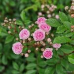 Rosa Kordes 'Pashmina®' - Obrázek 7