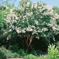 Lagerstroemia i. 'Sarah's Favourite'