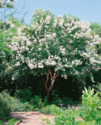 Lagerstroemia i. 'Sarah's Favourite'