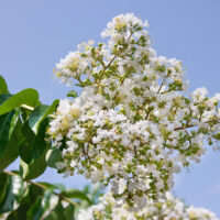 Lagerstroemia i. 'Sarah's Favourite'