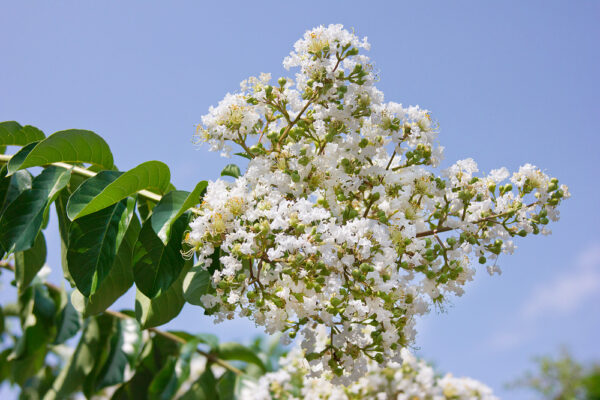 Lagerstroemia i. 'Sarah's Favourite'