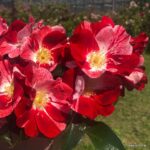 Rosa Kordes 'Simsalabim®' - Obrázek 2