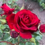 ROSA KORDES 'Royal Red®'