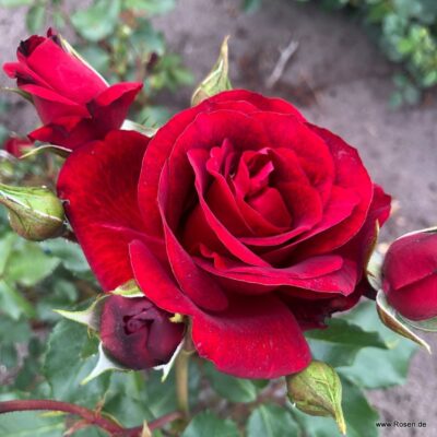 ROSA KORDES 'Royal Red®'