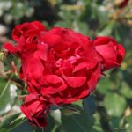 ROSA KORDES 'Royal Red®' - Obrázek 2