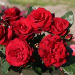 ROSA KORDES 'Royal Red®' - Obrázek 4