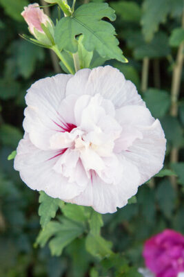 Hibiscus syriacus 'China Chiffon'®