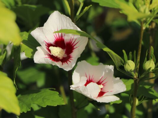 Hibiscus syriacus 'Monstrosus'