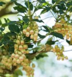 Enkianthus campanulatus 'Prettycoat' - Obrázek 2