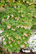 Enkianthus campanulatus 'Prettycoat'