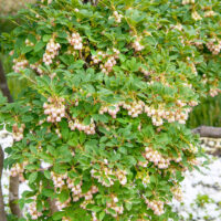 Enkianthus campanulatus 'Prettycoat' - C15L 80-100 CM, EXTRA